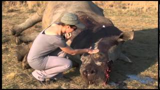 Rhino poaching: After the killing
