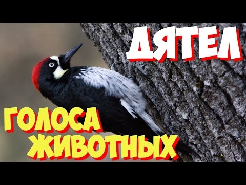 Крик дятла слушать. Большой пестрый дятел гнездо. Дятлы средней полосы. Дятел. Крик дятла слушать.