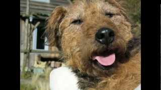 Seasick Steve - One True - The Dog Movie