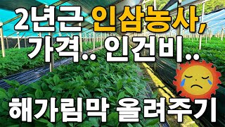 2년근 인삼농사 해가림막 올려주기, 인삼가격 외국인 인건비
