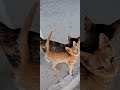 CAT SOUNDS Cute Kittens MEOWING