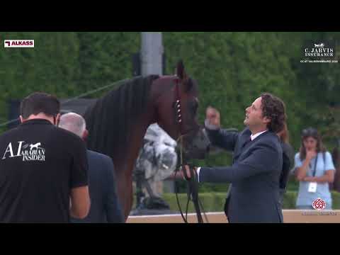 N 109 RHAN AL SHAHANIA   GCAT Valkenswaard 2024   Senior Stallions Section A Class 6A