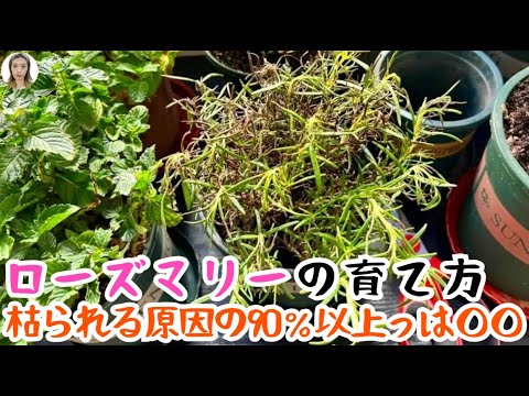 ローズマリーを適切に乾燥させる: こうすることで風味豊かな状態が保たれます 植物
