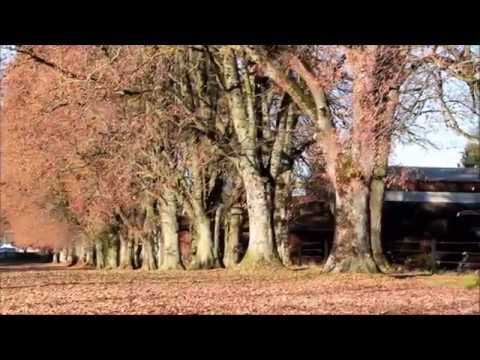 Steindlallee in Herbstfarben - Holzkirchen/Bayern