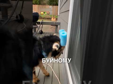 Буйный козлик 😂 #истории #история #новости #новость #shorts