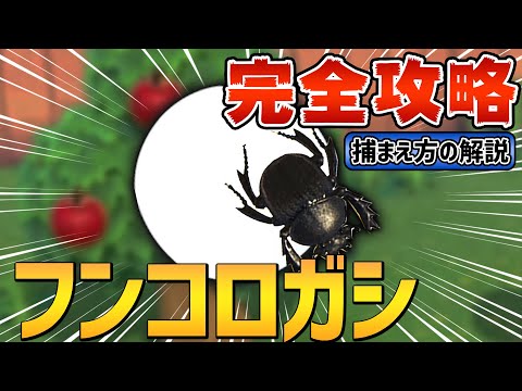 Nuvola アプリの教育言語.svg