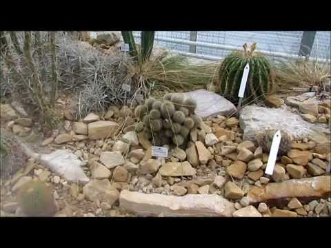 "Botanischer Garten Dresden-Gewächshäuser"- Live Video von Wolfgang Schmökel