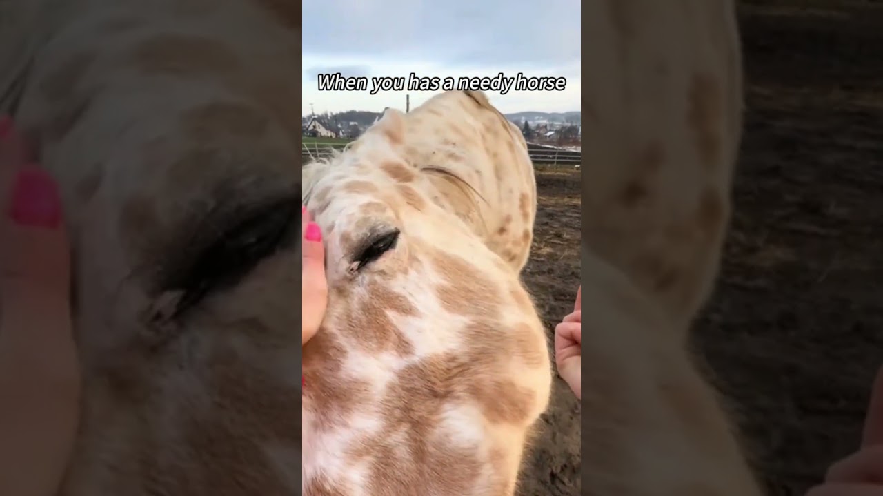 Funny Horses Being Goofy & Clumsy#SillyHorses#DramaticHorses#HorseLife#Foals