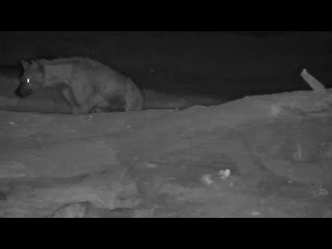 Djuma: Lone Hyena walks through - 04:13 - 12/26/19