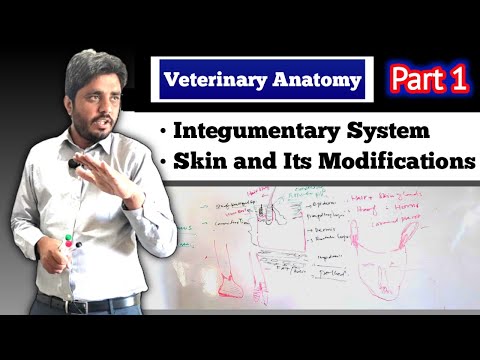 , title : 'Integumentary System of domestic animals| Veterinary Anatomy lectures| Part 1'