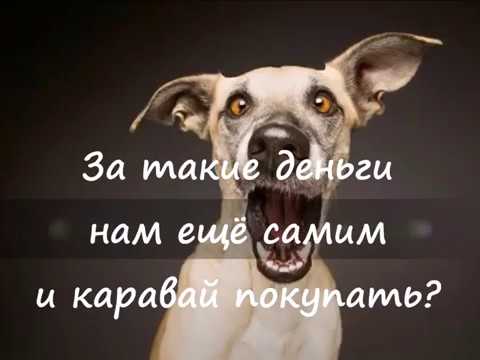 Третья серия собак)) НЕ ОЖИДАЛА, ЧТО ЭТОТ СЕРИАЛ СТАНЕТ АКТУАЛЬНЫМ!