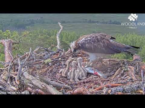 The Loch Arkaig Osprey chicks queue up in size order when the second fish arrives 4 Jun 2025