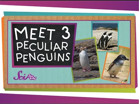 Meet 3 Peculiar Penguins | Animal Science for Kids