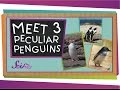 Meet 3 Peculiar Penguins | Animal Science for Kids
