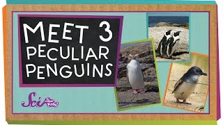 Meet 3 Peculiar Penguins