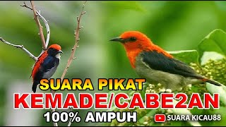 Download lagu SUARA PIKAT BURUNG KEMADE/ CABE-CABEAN, JERNIH mp3 Download lagu SUARA PIKAT BURUNG KEMADE/ CABE-CABEAN, JERNIH mp3