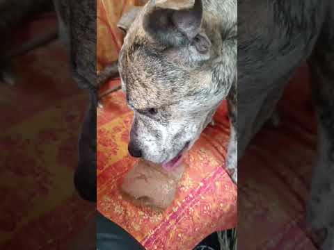 В Якутске зооволонтеры спасли умирающую от голода собаку в наморднике