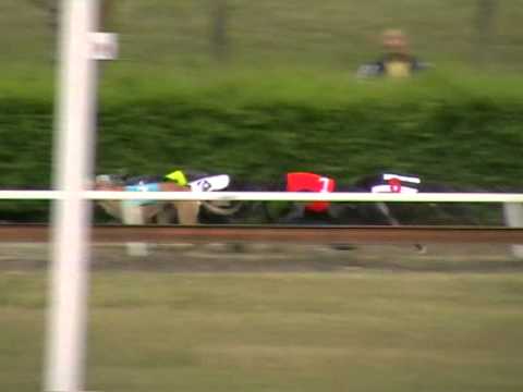 European Derby Sprint 2nd semifinal 280m MIX OR greyhound