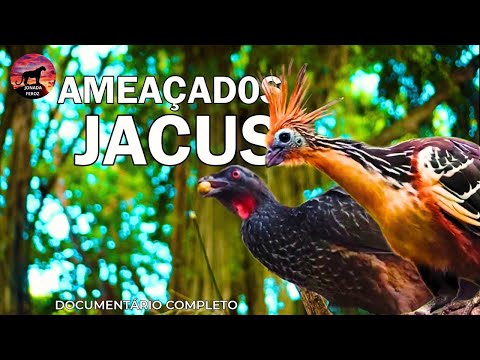 WILD BRAZIL | Secrets of the Guans | Animal Documentary
