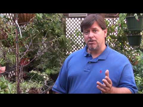 download lagu mp3 mp4 White Nectarine Plu, download lagu White Nectarine Plu gratis, unduh video klip White Nectarine Plu