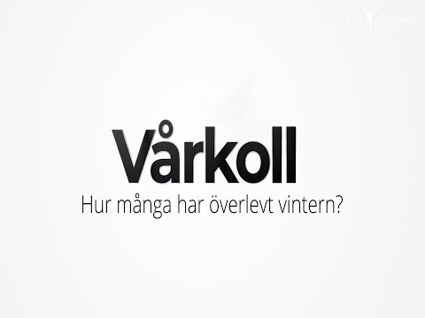 Vårkoll av bisamhällen i våra andelsbigårdar.