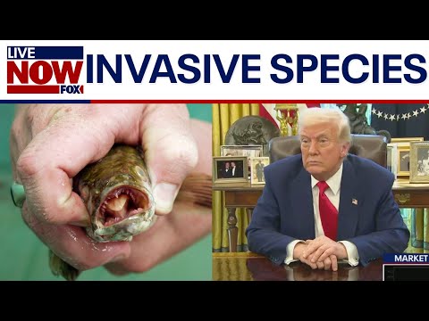Video | What is Asian carp? Trump talks Lake Michigan invasive fish species