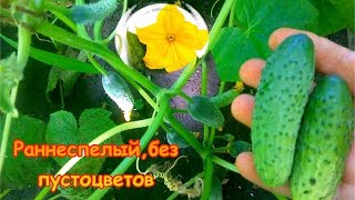 Огурцы Муравей Описание Сорта Фото Огурцы Муравей Описание Сорта Фото
