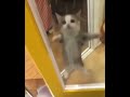 Happy Happy Happy Cat Original Meme
