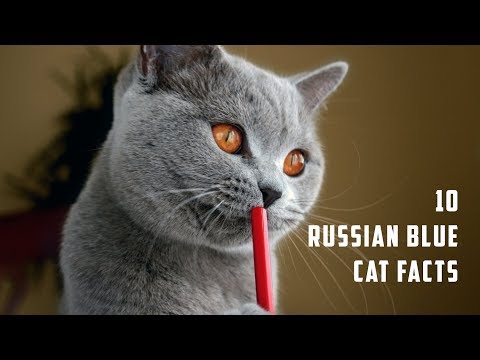 10 Russian Blue Cat Facts | Animals Unlimited | Sameer Gudhate