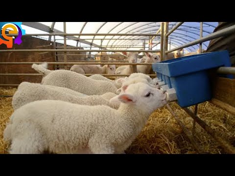 Amazing Modern Automatic Sheep Farming Technology - Cutting Sheep's Hooves, Cleaning, Shearing