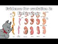 View 22 Embryology Evidence Of Evolution Examples