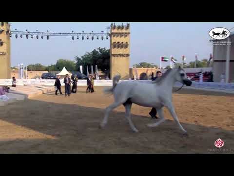 N 302 AJ ELAF   Fujairah AH Championship 2022   Stallions 4+ Years Old Class 8B