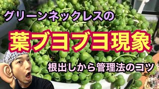 グリーンネックレスの葉ブヨブヨ現象について🍀根出しから管理法のコツ✨