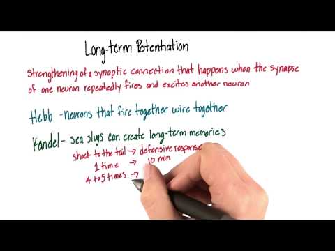 Langzeitpotenzierung - Einführung in die Psychologie