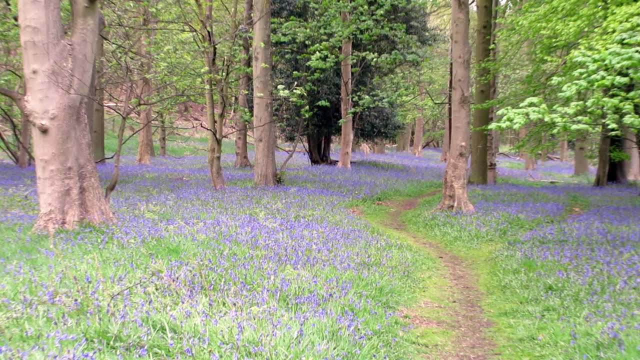 Bluebells in the Woods