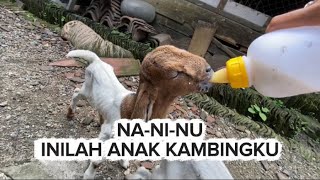 Download lagu BERI ASUPAN SUSU ANAK KAMBING BEN CEPET GEDE,,LANJUT NGRESIK I KAMAR TAMU🫡 mp3