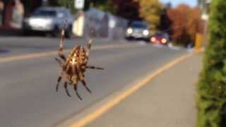 preview picture of video 'Spider hanging out on a sunny day, watching cars go by.'