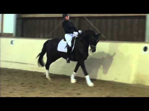 2011 mare by feedback x Rotspon