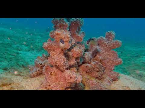 12 Cryptic Crevice Dwellers - scuba diving video