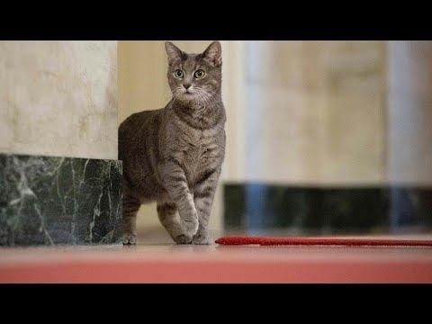 شاهد القطة الرئاسية الأولى "ويلو" تصل إلى البيت الأبيض