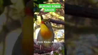 Download lagu Burung robin gacor #muraibatuemositinggi #kicaumania #pancinganmuraibatucepatbunyi mp3