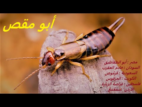 , title : 'تعرف علي حشرة أبو مقص | أبوجلم | أبو قرموص | The insect of Abu Maqas, Abu Jalam, or Abu Qarmus'