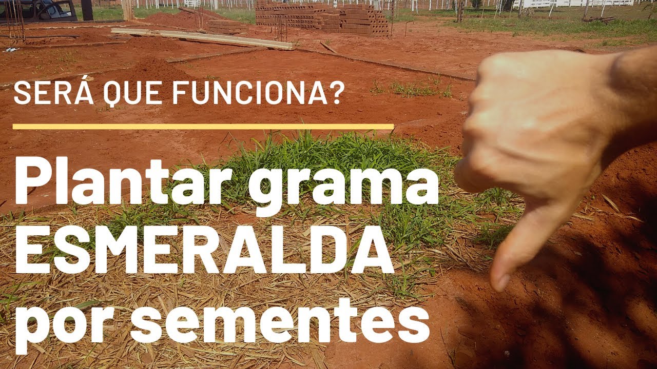 Watch Now #67 - Teste definitivo! dá certo plantar grama esmeralda através de sementes #67 - Teste definitivo! dá certo plantar grama esmeralda através de sementes