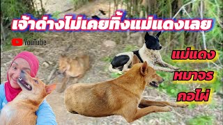 Ep.34 แดงอยู่ที่เดิมจ้ะแม่ เพิ่มเติมคือมีเจ้าด่างน่าดำมาอยู่ด้วย #หมา  #หมาจร #หมาจรแม่แดงก่อไผ่