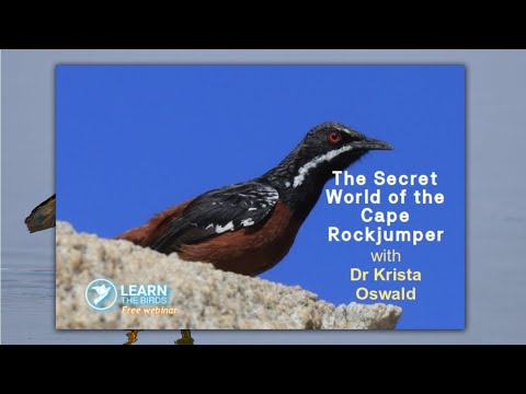 The Secret World of the Cape Rockjumper
