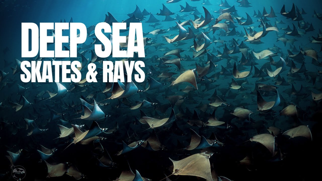 The World of Deep Sea Rays and Skates