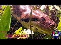 Be The Creature The Giant Anaconda Akili Kids