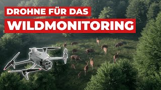 Wildsuche mit einer Wärmebilddrohne? So einfach funktionierts wirklich!