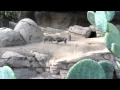 San Diego Zoo Baby Warthog Battle