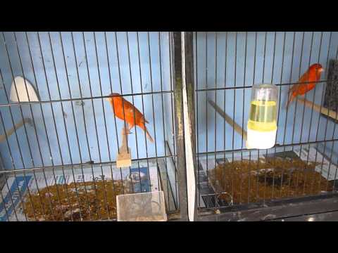 Redfactor Canary Breeding Season 2016 (video 3)